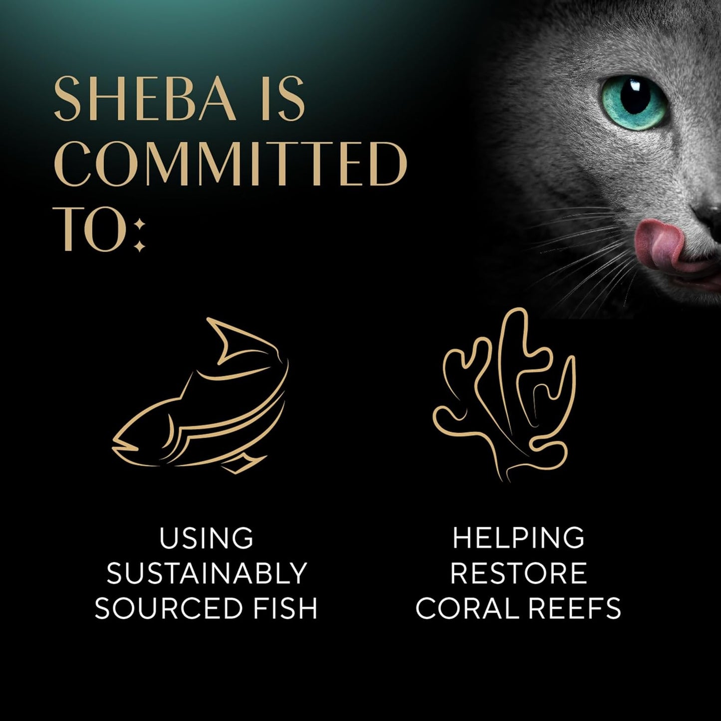 Sheba Perfect Portions Wet Cat Food – Cuts in Gravy Variety Pack