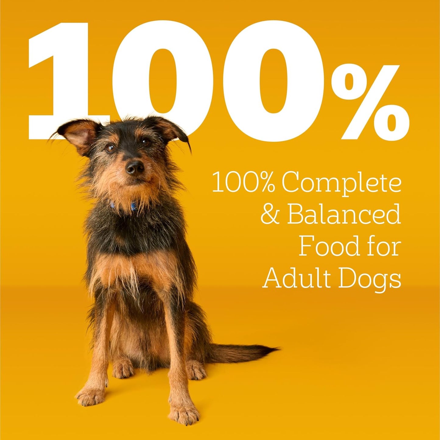 Pedigree Adult Dry Dog Food – Steak & Vegetable Flavor, 18 lb