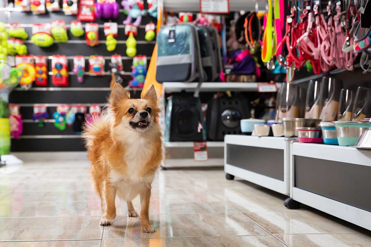 Dog standing in a pet store with various products in the background