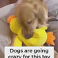 Calming Duck Dog Toy – Soft Plush Pillow with Quacking Sound